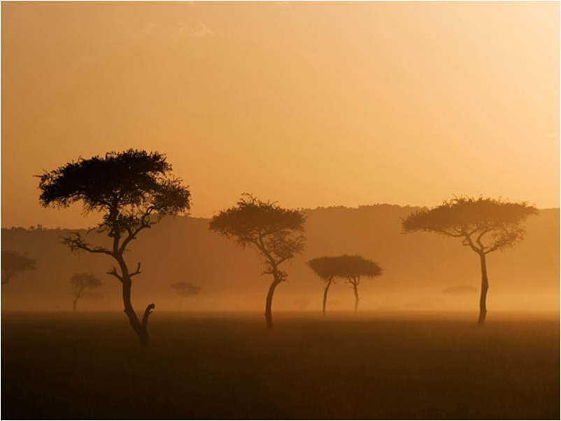 Velkoformátová tapeta Artgeist Massai Mara